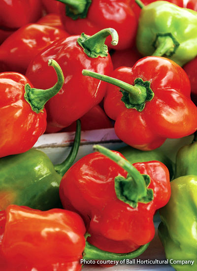 Peppers Red habanero: Red habanero, courtesy of Ball Horticultural Company