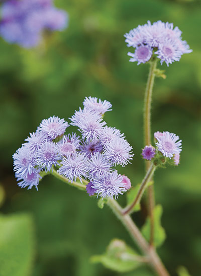 ‘Dondo Blue’ floss flower (Ageratum houstonianum) 