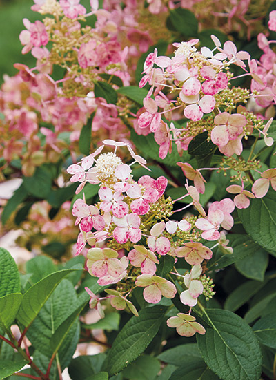 Quick Fire™ panicle hydrangea (Hydrangea paniculata)