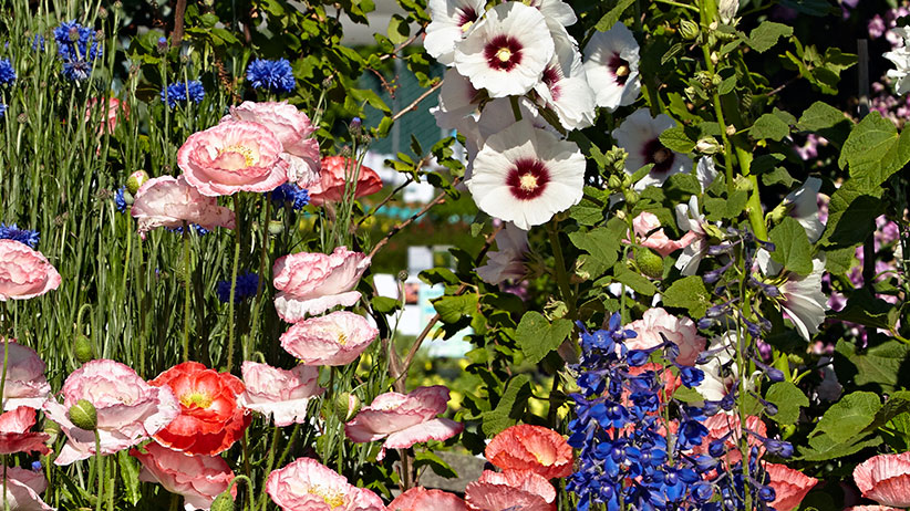 20 Plants Perfect For A Cut Flower Garden - Growing Cut Flowers