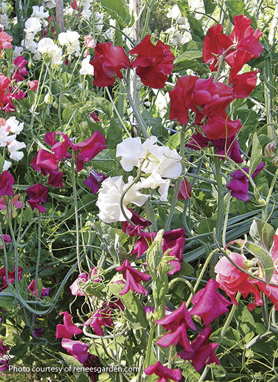 'Fire and Ice' sweet pea (Lathyrus odoratus)