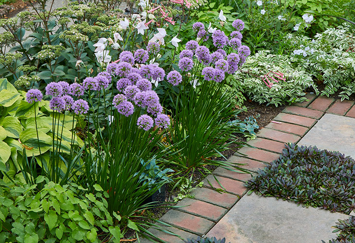 'Millenium' allium in a garden border: Clumps of allium can be
divided every couple of years.