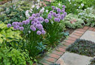  Millenium Allium Growing Guide Garden Gate