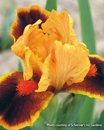 ‘Icon’ miniature dwarf bearded iris (Iris hybrid)