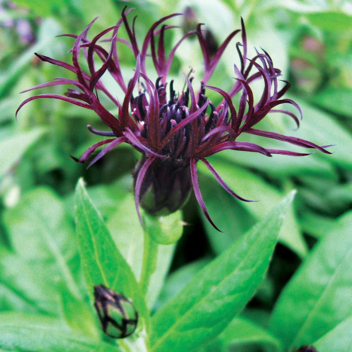 Black Sprite Bachelor's Button photo courtesy of Skagit Gardens: This bachelor's button is a unique twist on a classic. Photo courtesy of Skagit Gardens
