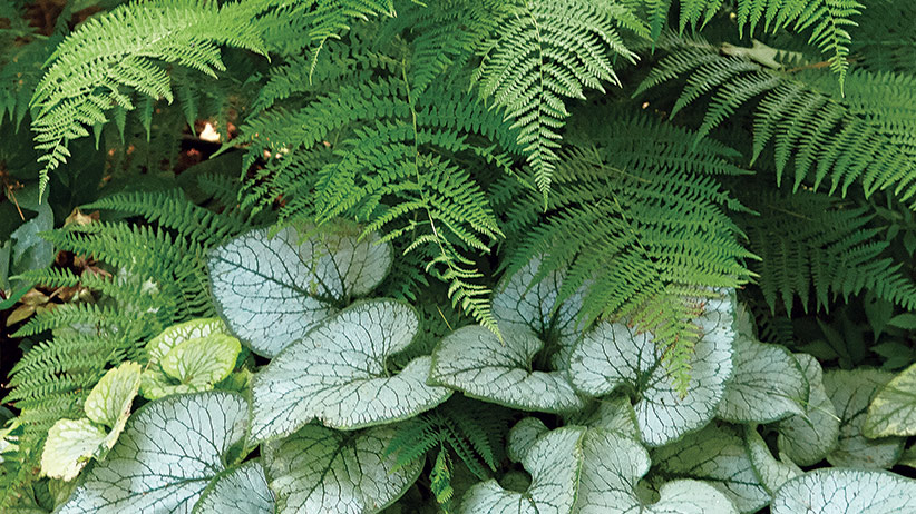 Image of Brunnera and Fern plants