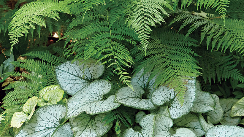 Image of Heart-leaf brunnera and ferns in garden