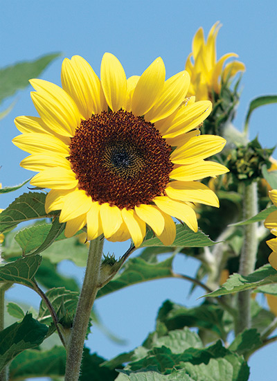 Sunflower (Helianthus anuus)