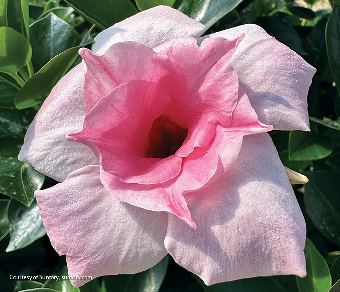 Sun Parasol Double Pink Blush Original XP Mandevilla courtesy Suntory: With a bushy habit and double blooms, this mandevilla makes a great container companion. 