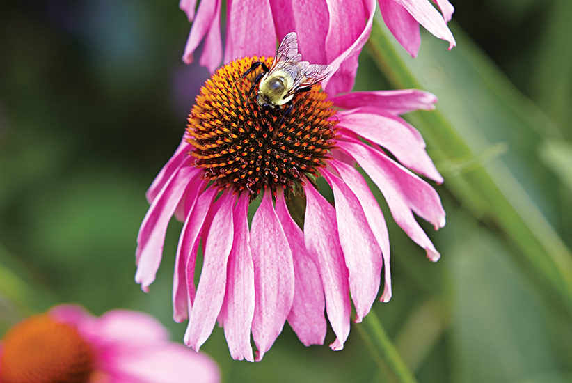 Purple coneflower (Echinacea purpurea)