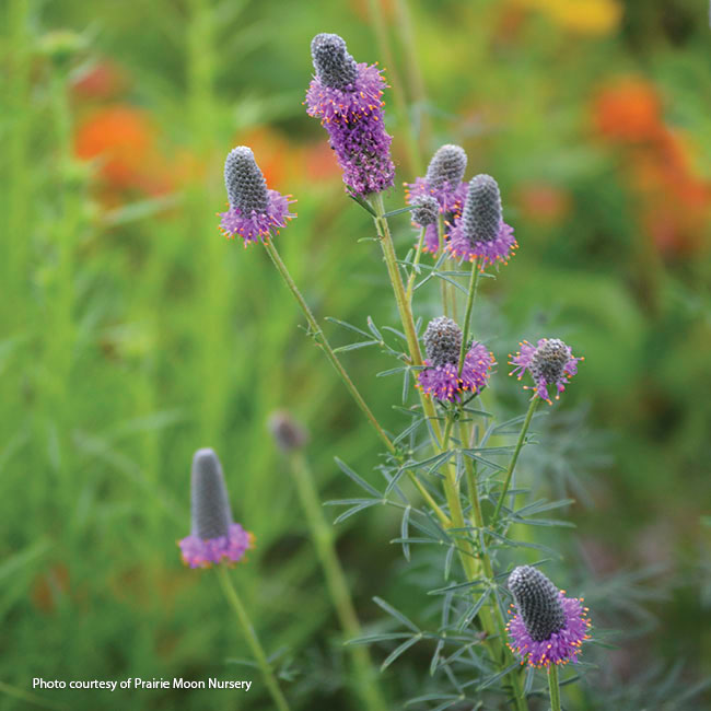 Purple prairie clover courtesy of Prairie Moon Nursery: Small thimblelike cones covered with tiny flowers are a magnet for bees and butterflies in summer.