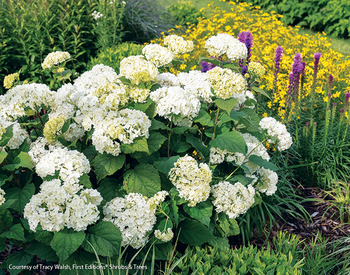 FlowerFull Smooth hydrangea First Editions Shrubs & Trees: This easy-care hydrangea has loads of flowers from summer through winter. 