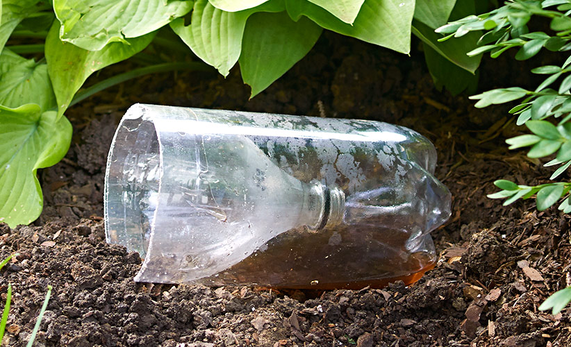 Create a garden pest trap with an upcycled plastic bottle: Set the open edge so pests can easily crawl into the trap. 