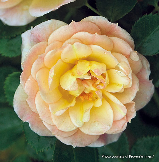 Rose (Rosa Oso Easy® Honey Bun)