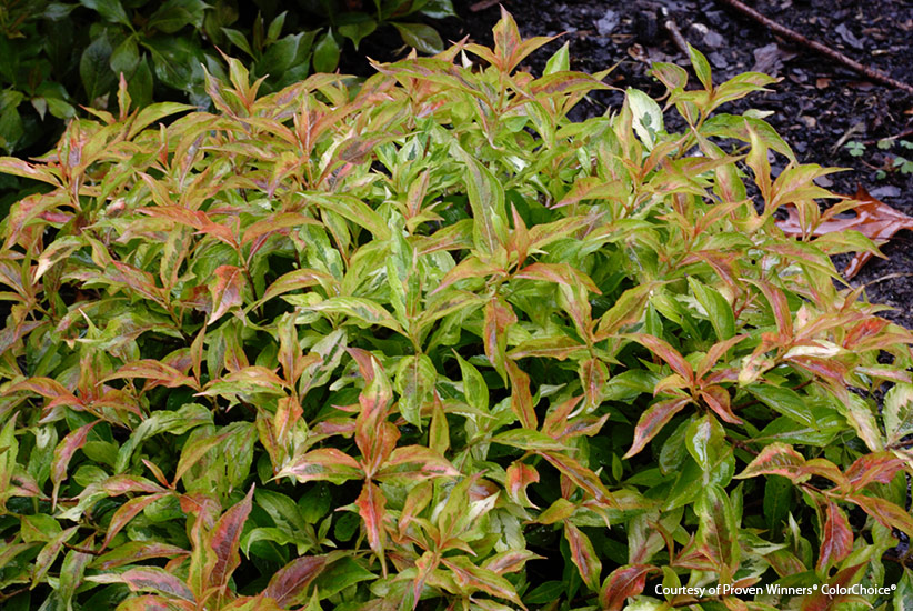 mutliseason-shrubs-my-monet-weigela: My Monet Sunset weigela has beautiful fall color.