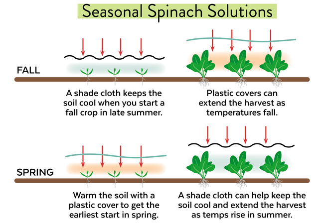 Discover ways to Develop Spinach | Yard Gate