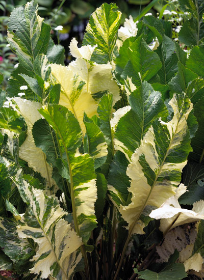 Horseradish (Armoracia rusticana ‘Variegata’)