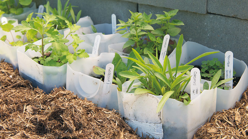 Sow Seeds Outdoors In Winter Garden Gate How Would You Like To Save Money On Plants Start Perennials From Seed With This Easy Method Plant Your Seeds In A Milk Jug Set It Outside And Let Mother