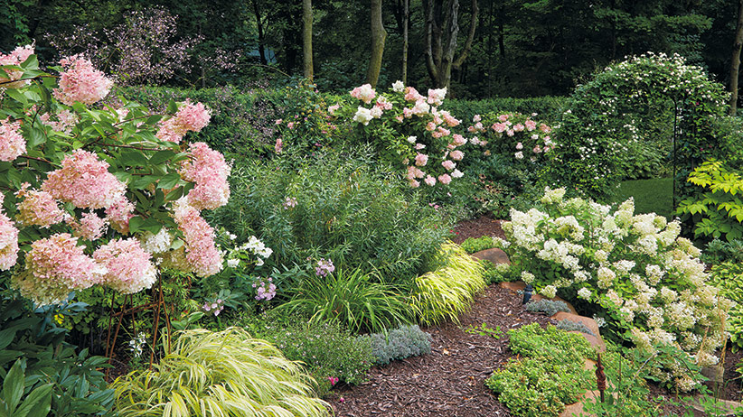 Image of Pink Hydrangeas in a Garden