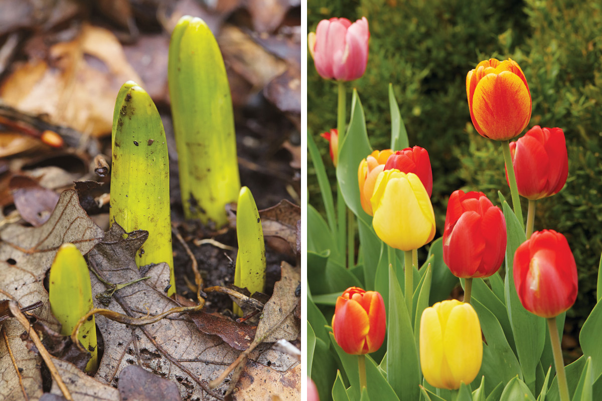 spring blooming bulbs and emerging foliage: Emerging foliage breaks through fall leaf litter to make way for spring-blooming bulbs.