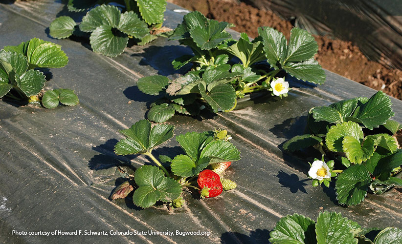 Mulching Strawberry Plants in the Summer – Strawberry Plants