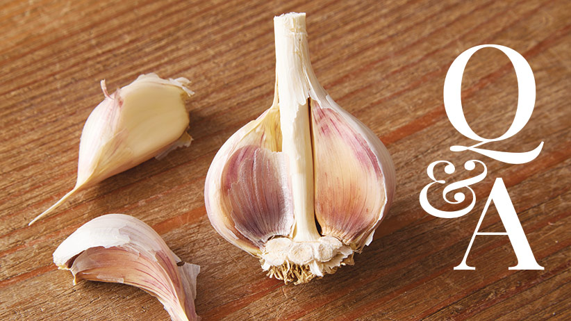 Can I Develop Garlic in Minnesota?