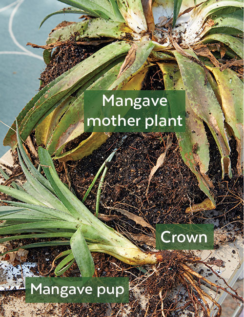 mangave division:  Pull the mangave plant out of the pot and twist or cut the pups from the mother plant.