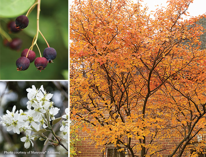fp-d-clay-soil-Serviceberry