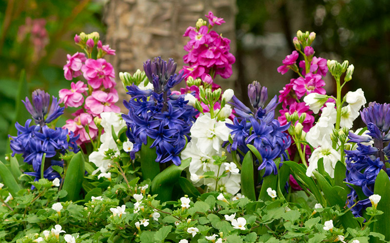 6-ways-to-create-a-beautiful-spring-garden-fragrance-hyacinth-stock2: Hyacinth and stock add tons of fragrance to a spring garden.