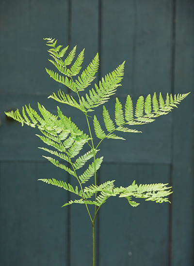 Bracken fern (Pteridium aquilinum)