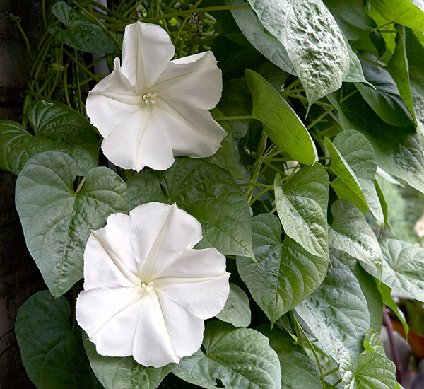 vines-for-arbors-moonflower: White moonflower.