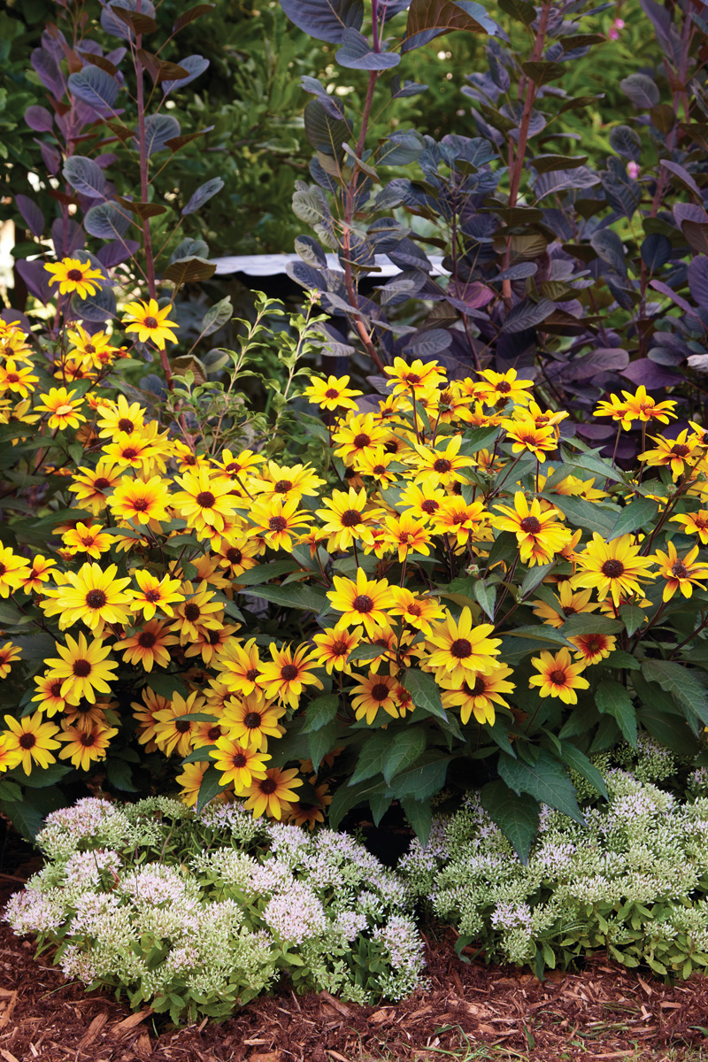 Sundail False sunflower new sun perennial 2026: False sunflower paired with dark foliage from the smokebush creates an attractive garden combo.