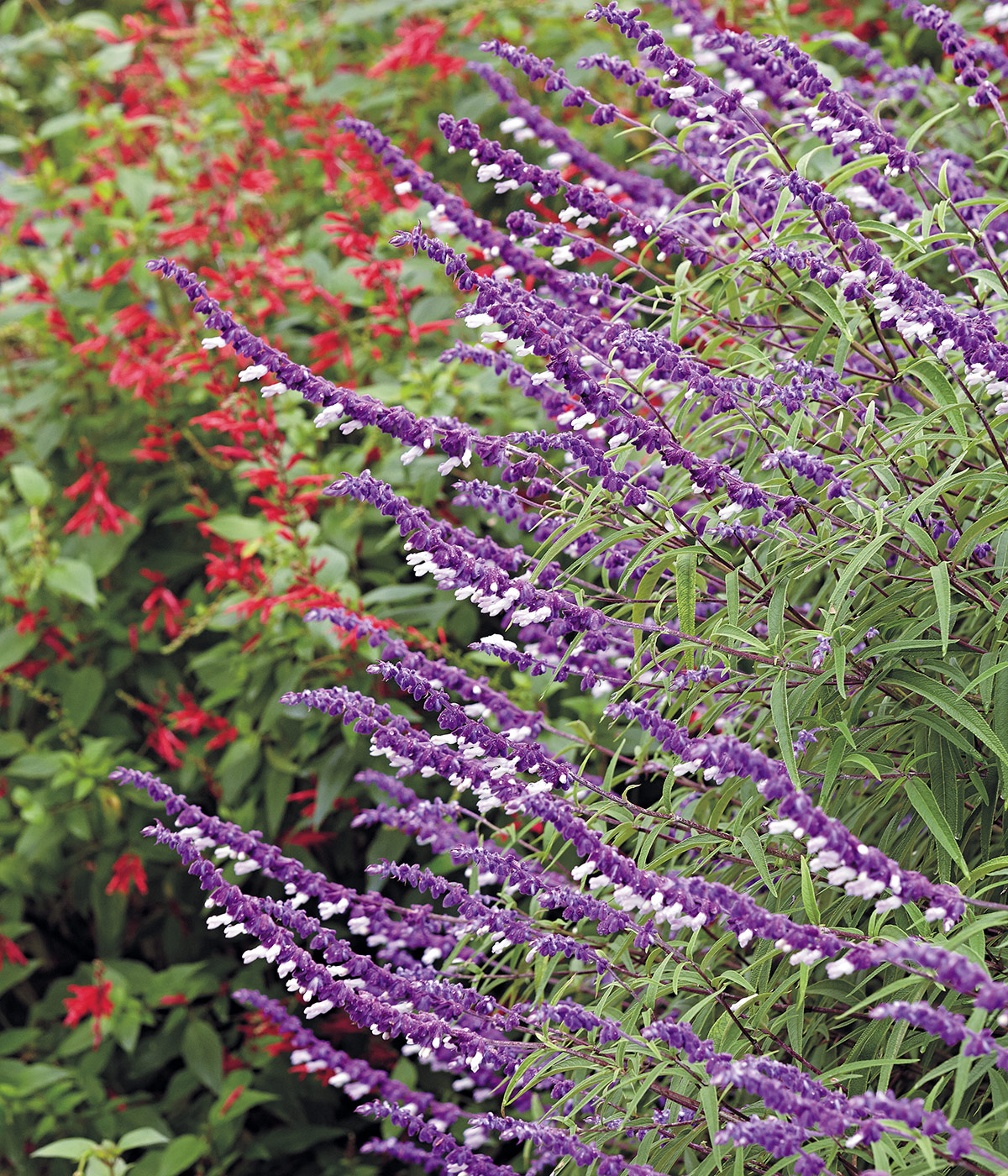 Mexican bush sage portrait: Mexican bush sage starts to put on it’s show late in the season as the weather starts to cool and the shorter days stimulate their blooms.