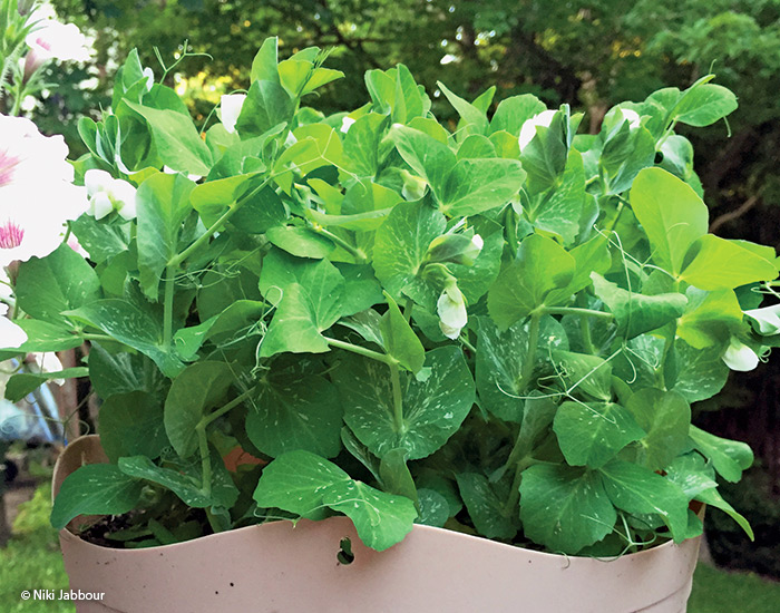 Patio pride peas by Niki Jabbour