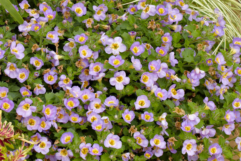 Bacopa (Sutera cordata)