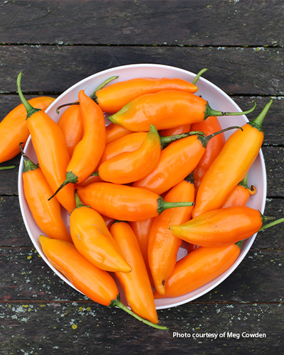 ‘Amarillo’ aji pepper: ‘Amarillo’ is great fresh from the garden, roasted, or even dried! 
