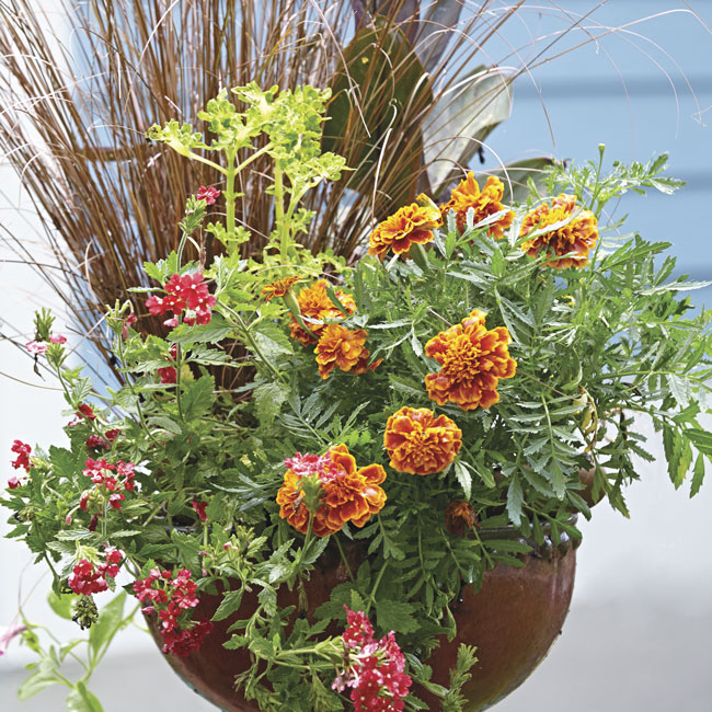 Container stars: Container stars - Tip plants slightly forward when
planting at the edge if you’d like them to spill over
the rim of the pot a bit.