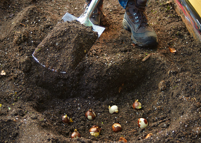 挖沟渠种郁金香球茎:方形铲子是挖沟渠种球茎的最佳工具。