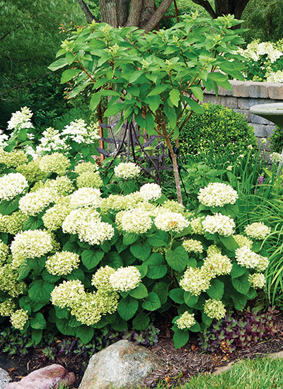 Invincibelle Limetta® smooth hydrangea (Hydrangea arborescens)