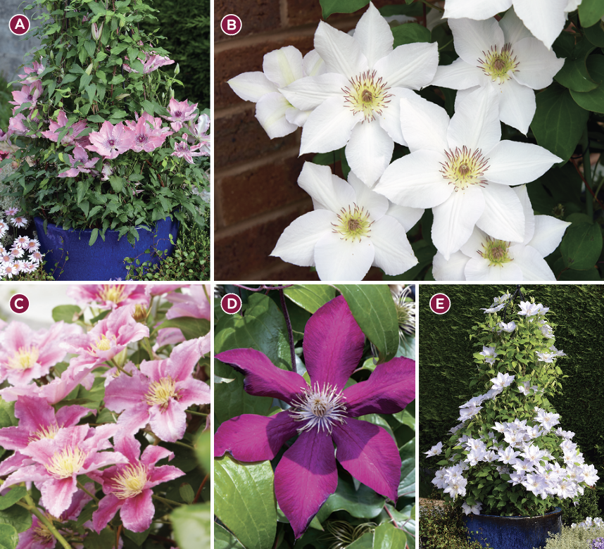 Clematis photo gallery GG186: Photos courtesy of The Guernsey Clematis Nursery Ltd (A, B, E); courtesy of Mary Lou Olson, Missouri Botanical Garden (D)