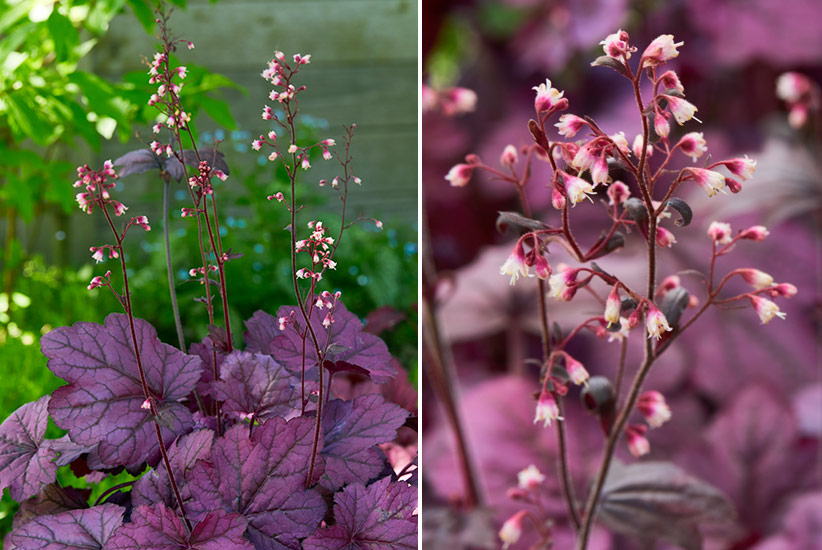 Wild Rose coral bells (Heuchera hybrid)