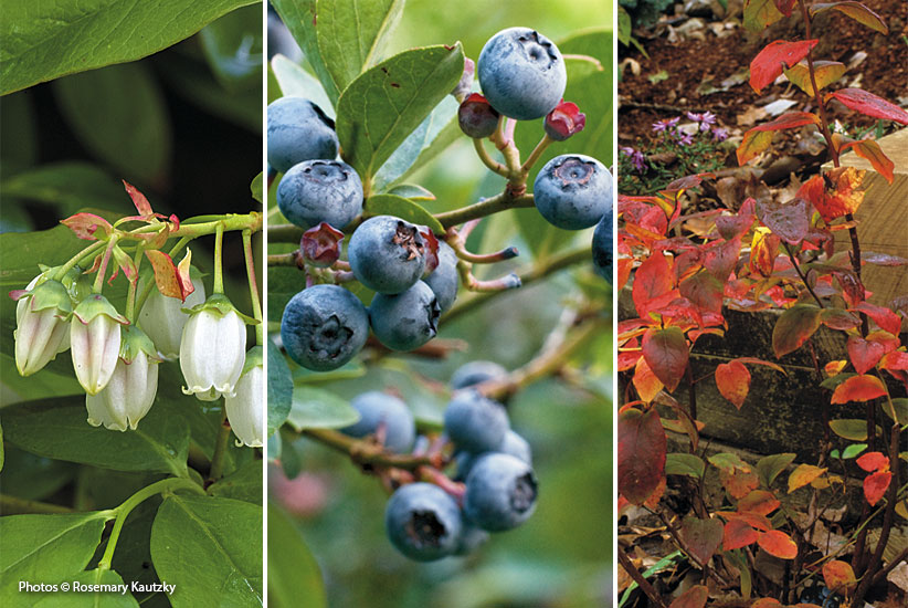multi-season showoff Highbush blueberry