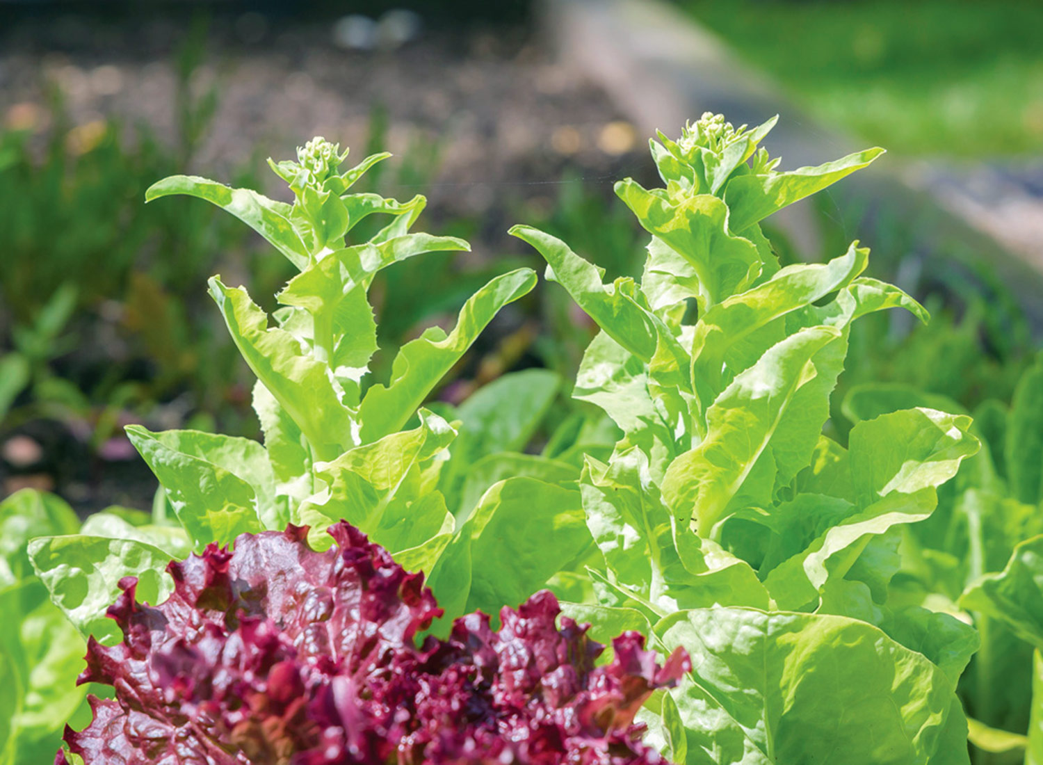 Lettuce bolting stock.adobe.com, Paul Maguire: Flowers to start to form on lettuce as temperatures rise. Photo by stock.adobe.com, Paul Maguire