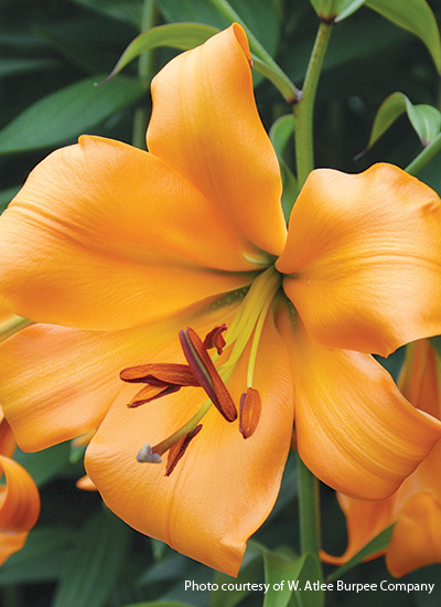 ‘African Queen’ trumpet lily (Lilium hybrid)