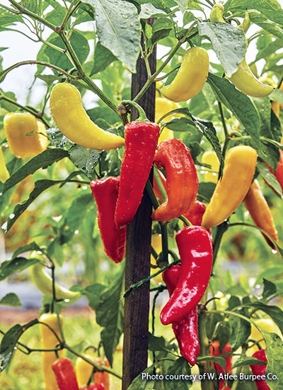 Sweet banana peppers courtesy of W. Atlee Burpee Co.: ‘Sweet Banana’ pepper, courtesy of W. Atlee Burpee Co.