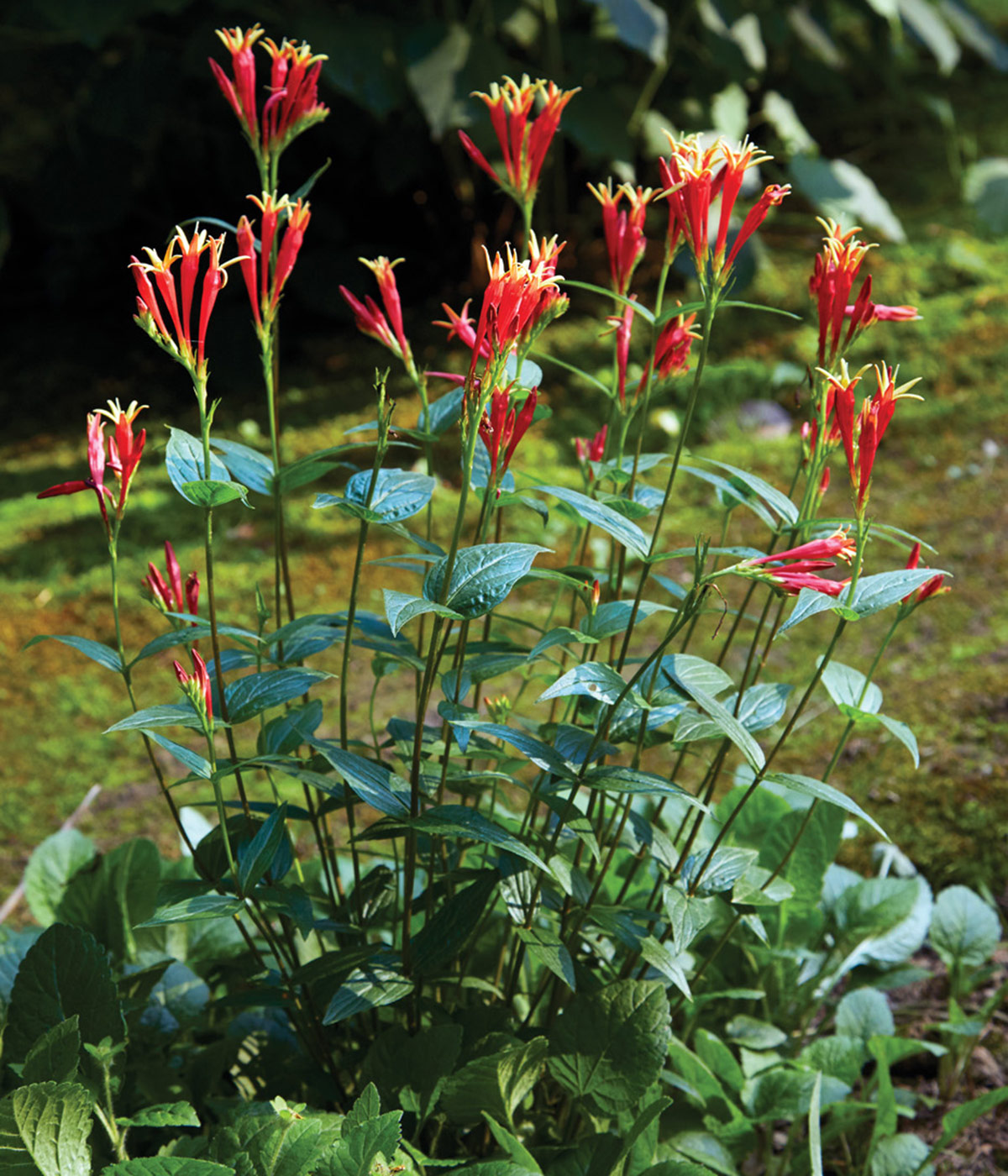 185-EC-Spigelia-marilandica-blooms-1200x1400