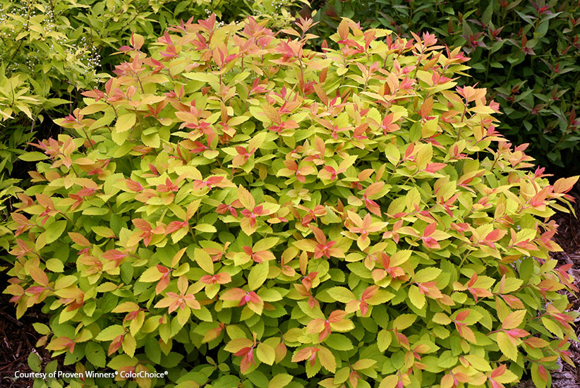 mutliseason-shrubs-Double-play-big-bang-spirea: Double Play Big Bang spirea has pink blooms in summer and its foliage turns orange in fall.