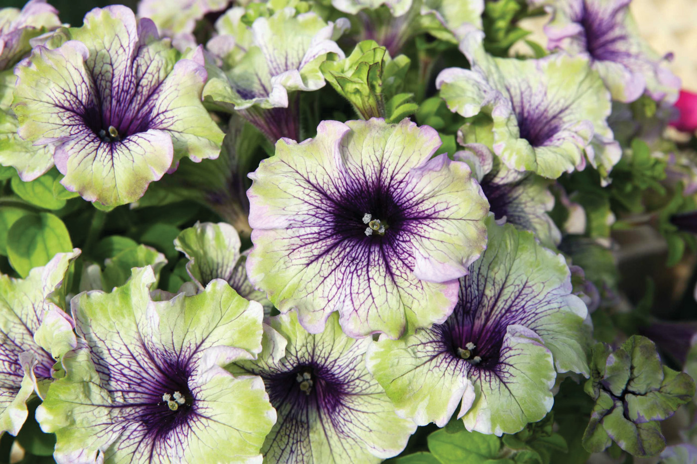 Petunia AMAZONAS Plum Cockatoo courtesy of Danziger