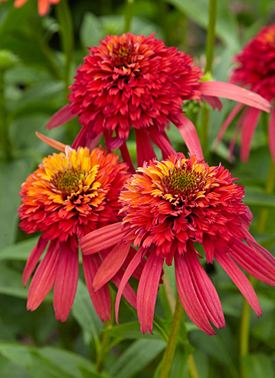 ‘Hot Papaya’ coneflower (Echinacea hybrid)