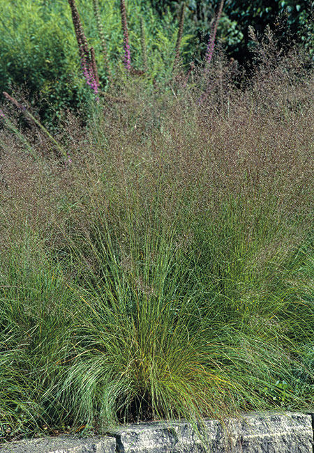 Prairie dropseed: Prairie dropseed is a popular choice for both formal and informal gardens, where it is often planted as an edging or ground cover. 